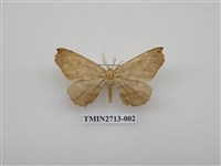 藏品(尺蛾264.1)的圖片